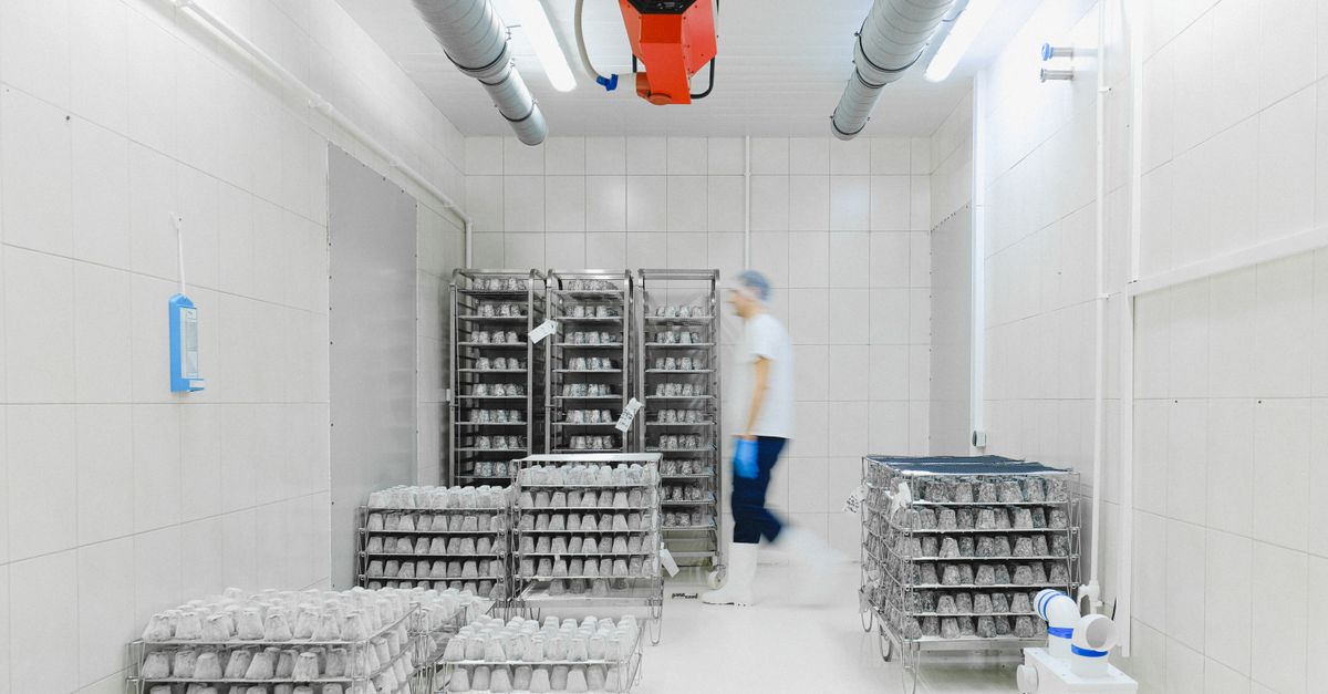 Chambre froide négative 120 m3 pour un exportateur de crevettes
